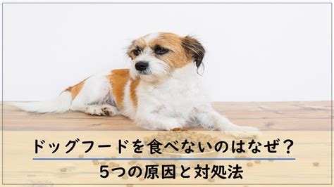 シニア犬が食べない時の対処法と注意点