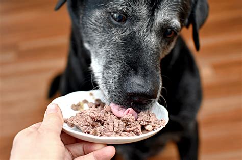 シニア犬が食べなくなる原因と対策