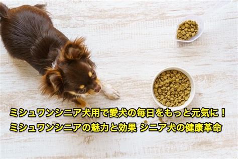 シニア犬ご飯で愛犬の健康と幸せを守る