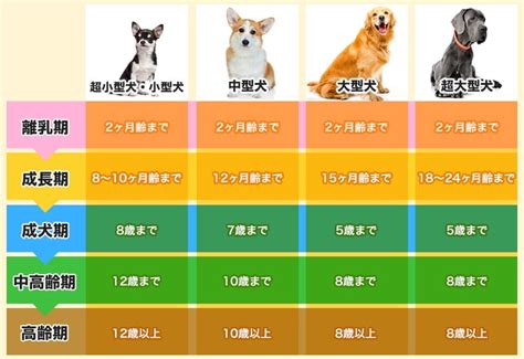 シニア犬と睡眠時間