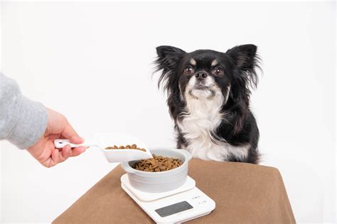 シニア犬に多いフードを食べない問題