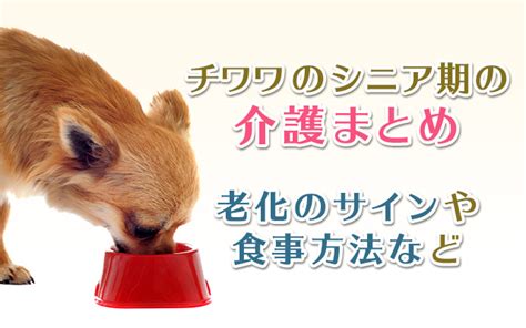 シニア犬に最適なご飯を選ぶための完全ガイド