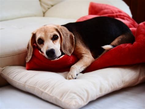 シニア犬の介護：愛犬との最期の日々を穏やかに過ごすために