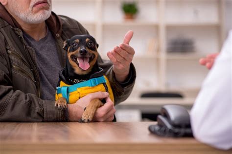 シニア犬の健康管理と介護に関する包括ガイド