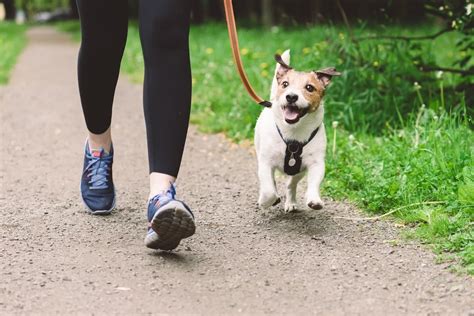 シニア犬の散歩: 快適で安全な散歩のために