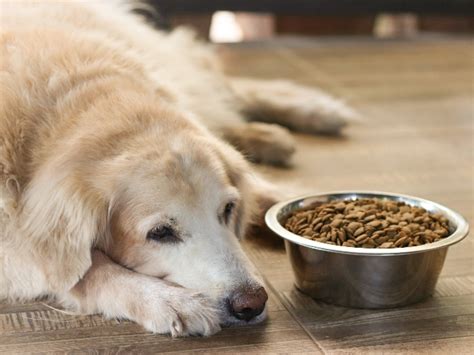 シニア犬の食欲不振の原因