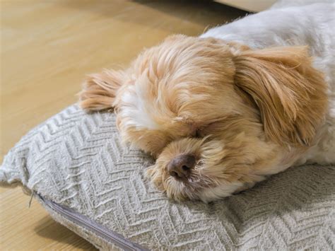 シニア犬ベッドの選び方とおすすめの商品