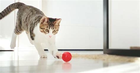 シニア猫おもちゃで愛猫の晩年を楽しく快適に