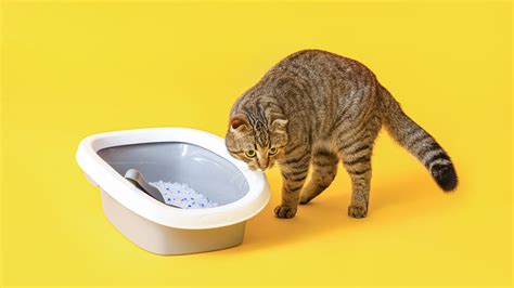 シニア猫トイレ：高齢猫の快適さと衛生のための究極のガイド