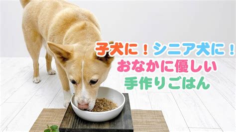 シニア 犬 ご飯