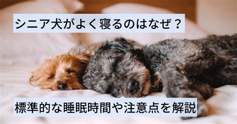 シニア 犬 睡眠 時間