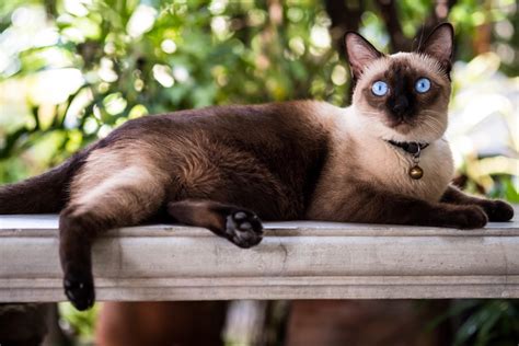 シャムネコの首輪選びで、愛猫の健康とファッションを両立させる