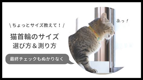 シャム猫にぴったりの首輪選びから正しい付け方まで