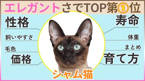 シャム猫の寿命を延ばすための完全ガイド