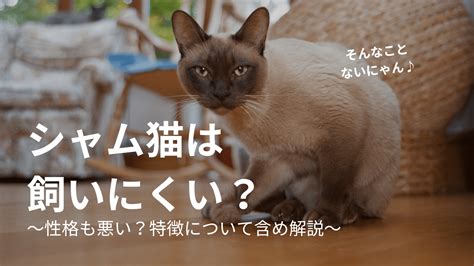 シャム猫の平均寿命：飼い主が知っておくべきすべてのこと