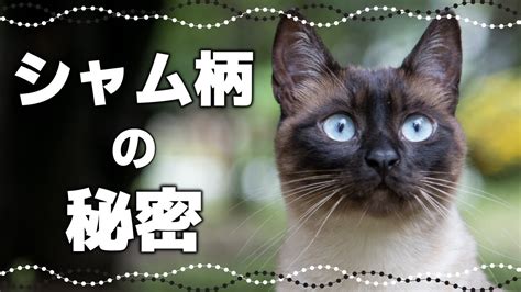 シャム猫の首輪に関する包括ガイド : 最適な首輪の選び方と使用法