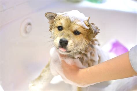 シャンプー犬で愛犬をピカピカに！