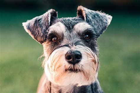 シュナウザーに似た犬