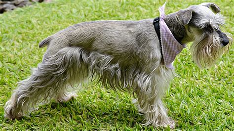 シュナウザーに似た犬種