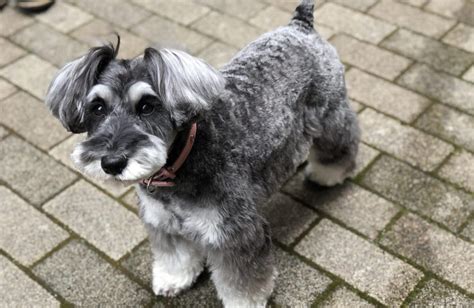 シュナウザーに最適な食事：栄養満点で健康的な愛犬のために