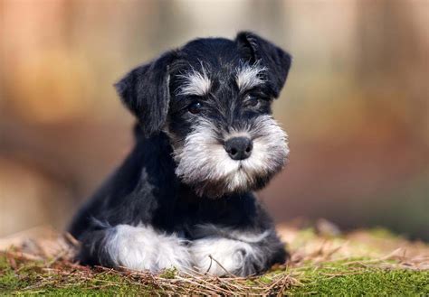 シュナウザーの平均寿命：愛犬とのかけがえのない時間を大切に