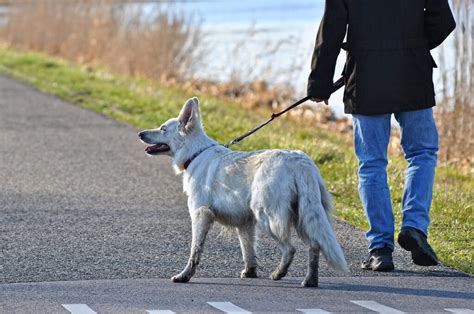 シュナウザーの散歩時間：愛犬の健康と幸福のために