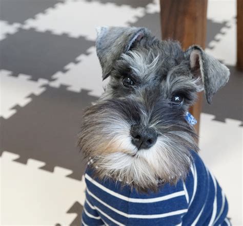 シュナウザー子犬を飼うための完全ガイド