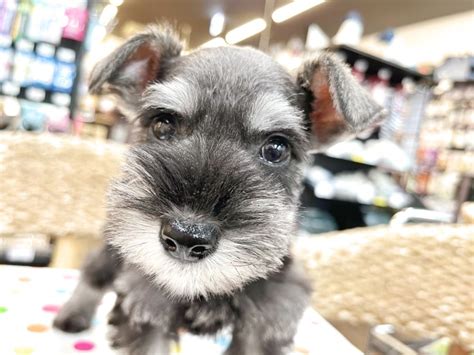 シュナウザー成犬: 愛情深く、賢い家族の一員