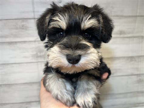 シュナウザー犬のすべて