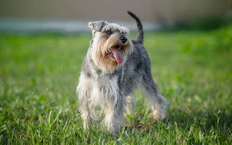 シュナウザー犬種のすべてを徹底解説！性格、特徴、飼い方まとめ