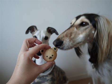 シュナウザー グッズ 通販で愛犬との絆を深めよう