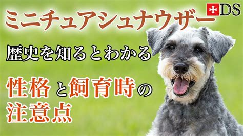 シュナウザー 成犬: しつけ・お手入れ・健康管理の完全ガイド