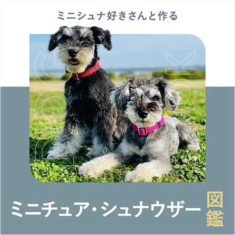 シュナウザー 成犬の飼い方ガイド