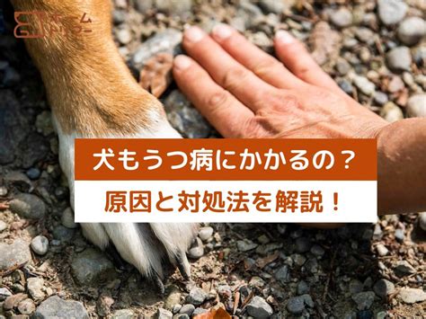 シュナウザー 病気：愛犬を守るために知っておくべきこと