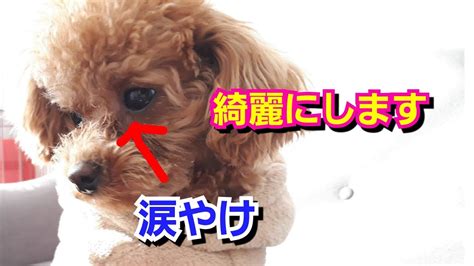 シュプレモの子犬と涙やけ：原因、治療法、予防策