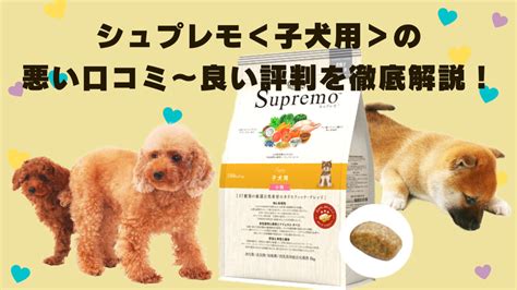 シュプレモ子犬の徹底評価：あなたの新しい家族に最適な子犬か？