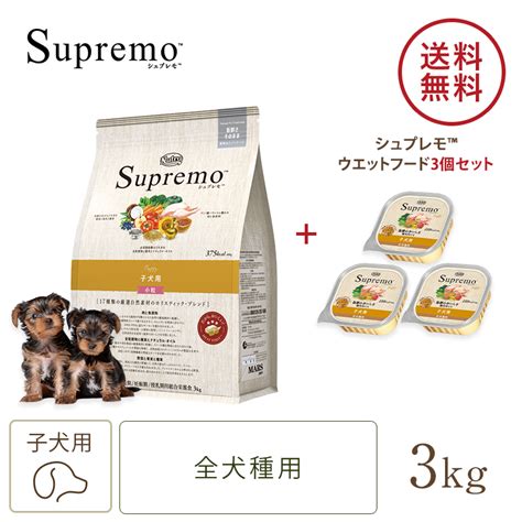 シュプレモ子犬の飼い方完全ガイド: 健康で幸せな子犬を育てるためのステップバイステップ