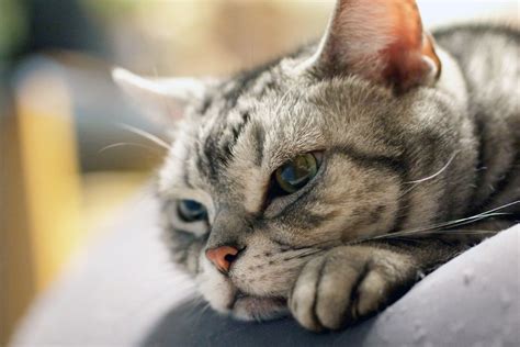 ショートヘア猫の飼い方ガイド：あなたにぴったりの猫を見つける