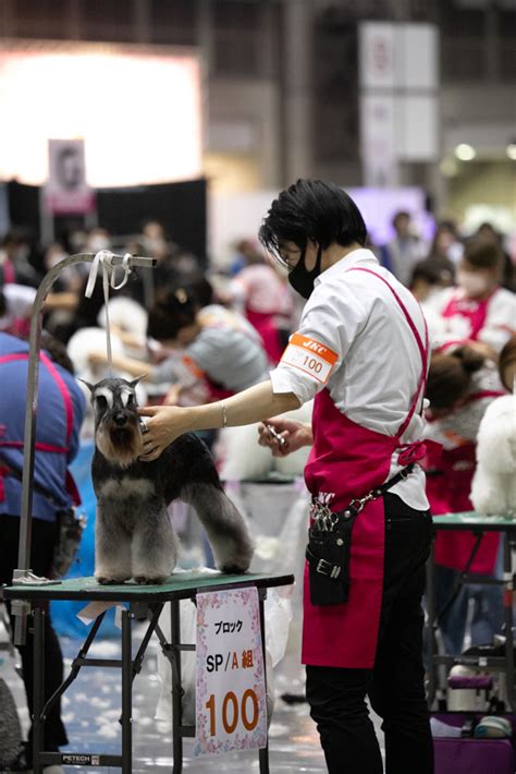 ショー ドッグ：競技化された犬たち