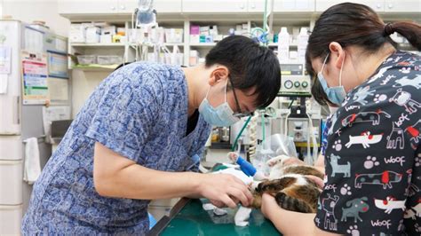 シラナガ動物病院でペットの健康について学ぼう！