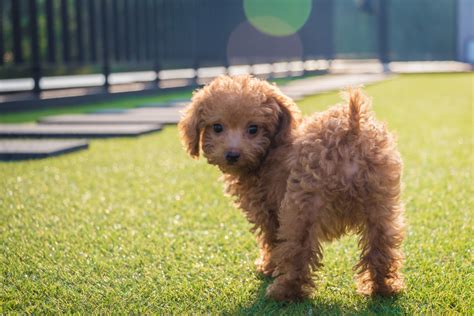 シルバーベージュトイ プードルの魅力と飼育のポイント