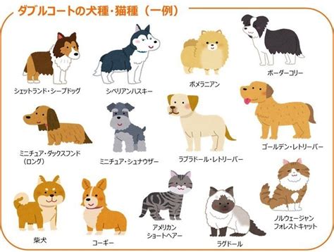 シングルコートとダブルコート: 犬のジャケットの選び方