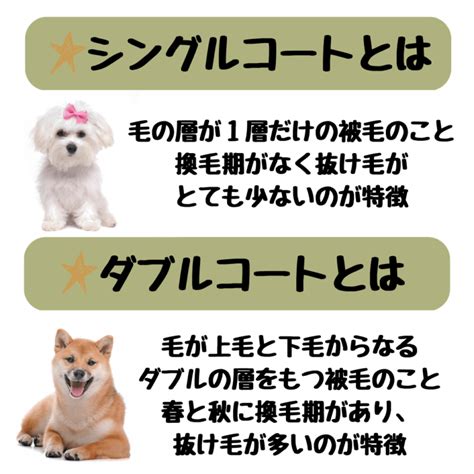 シングルコートとダブルコート: 犬の被毛タイプについての包括ガイド