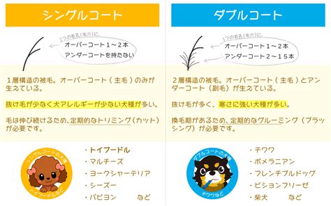 シングルコートとダブルコートの徹底解説