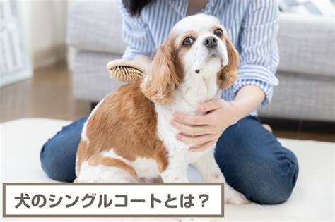 シングルコートの犬の特徴