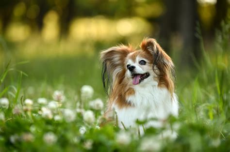 シングルコートの犬種とその特徴