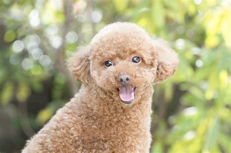 シングルコートの犬種の特徴