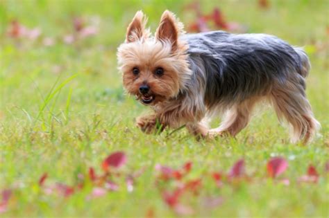 シングルコートの犬種：お手入れが楽でおすすめの品種