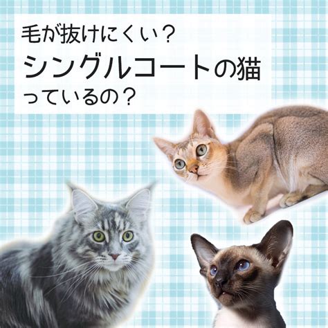 シングルコートの猫の特徴と種類