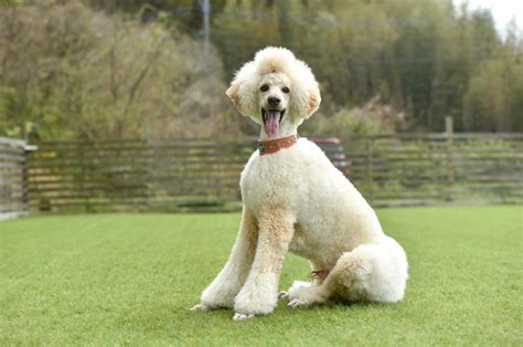 シングルコート犬種のメリット